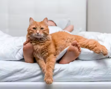 Pourquoi votre chat vous réveille à la même heure chaque jour ?