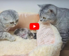 Papa chat rencontre ses chatons nouveau-nés et embrasse maman chat