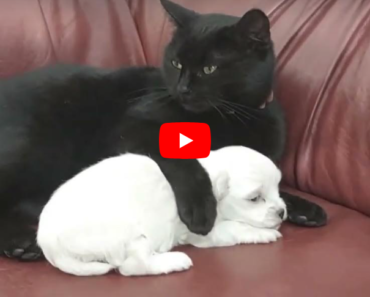 Ce chat étreignant le chiot pour la première fois, si mignon et adorable
