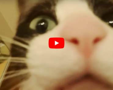 Ce chat expressif accueille d’une façon assez spéciale son maître qui rentre chez lui