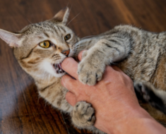 Comment empêcher les chats de mordre et de gratter