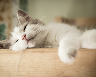 4 façons de faire en sorte que votre nouveau chat se sente comme chez lui