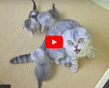 Maman chat a attaqué et battu le papa du chat et ne le laisse plus entrer dans ses chatons