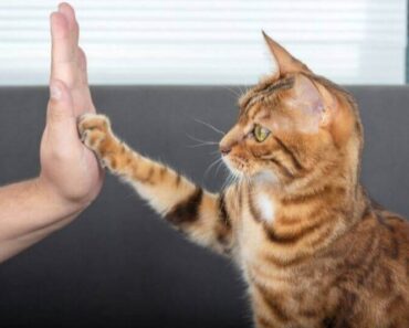 7 astuces fonctionnelles que vous pouvez entraîner votre chat à faire