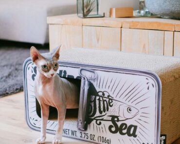 31 choses que votre chat va adorer