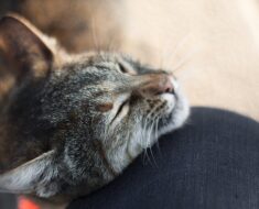8 façons dont les chats vous montrent qu’ils vous aiment