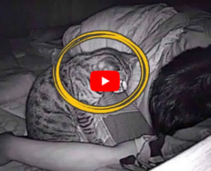 Il cache une caméra dans sa chambre pour filmer son chat la nuit