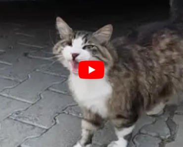 Un chat aux yeux me parle avec ses miaulements les plus mignons, si mignons et adorables