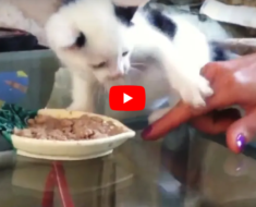 Ces chatons ne veulent vraiment pas partager leur précieuse nourriture avec vous ou quelqu’un d’autre