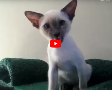 Ce chaton discute avec sa maîtresse et il a beaucoup de choses à lui dire