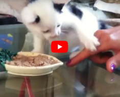 Ces chatons ne veulent vraiment pas partager leur précieuse nourriture avec vous ou quelqu’un d’autre