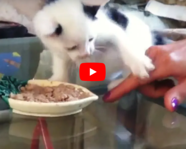 Ces chatons ne veulent vraiment pas partager leur précieuse nourriture avec vous ou quelqu’un d’autre