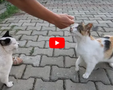 Trois chats sont si mignons mais l’un d’eux est si jaloux, si adorable