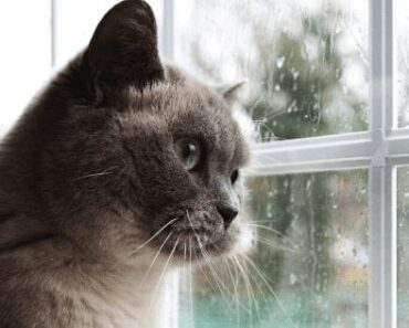 Est-il temps de dire au revoir ? Signes que votre chat est en train de mourir