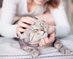 9 secrets pour garder votre chat d’intérieur heureux