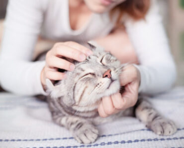 9 secrets pour garder votre chat d’intérieur heureux