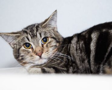 Pourquoi mon chat me regarde-t-il ? Les 5 principales raisons expliquées