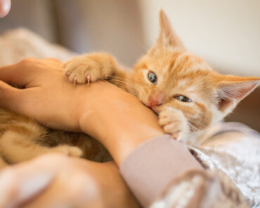 Pourquoi les chats mordent-ils et comment empêcher votre chat de vous mordre