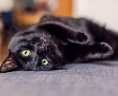 7 superbes races de chats noirs que vous voudrez ramener à la maison