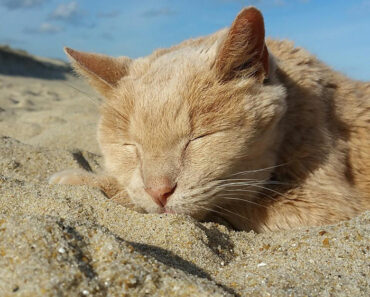 Une femme sauve un chat de 21 ans laissé par son propriétaire pour lui offrir les meilleurs jours