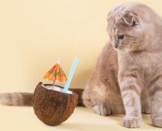 L’huile de coco est-elle sans danger pour les chats ? Avantages et mode d’emploi