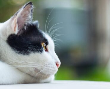 Que pensent les chats de nous ? Vous pourriez être surpris