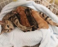 Une mère chat errante s’enfuit de peur mais revient chercher ses bébés