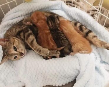 Une mère chat errante s’enfuit de peur mais revient chercher ses bébés