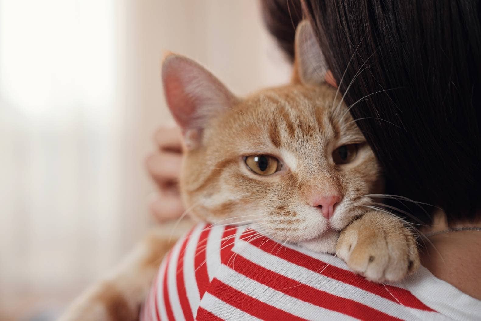 Pourquoi mon chat mangetil mes cheveux ? NBDAILY