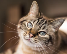 10 choses que vous ne savez pas sur les chats
