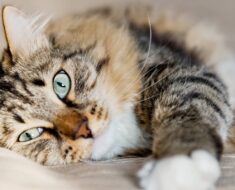 Plus de 300 noms de chats sympas pour les félins à l’aise