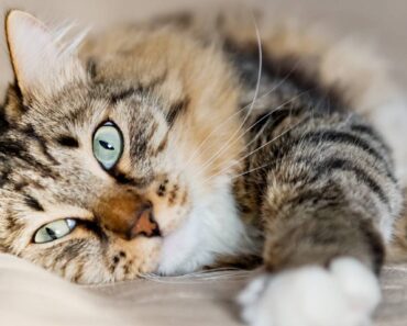 Plus de 300 noms de chats sympas pour les félins à l’aise