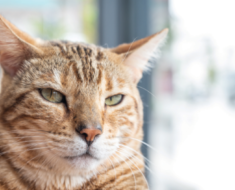 Langage des oreilles de chat : comment les oreilles de chat montrent leur humeur