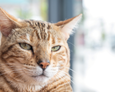 Langage des oreilles de chat : comment les oreilles de chat montrent leur humeur