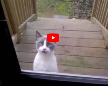 Ce chat parle mieux français que moi, est vraiment drôle