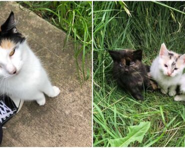 Un chat errant s’approche des sauveteurs et les conduit vers ses trois chatons sans défense