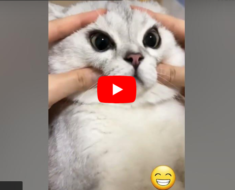 Vidéos drôles de chats, Essayez de ne pas rire