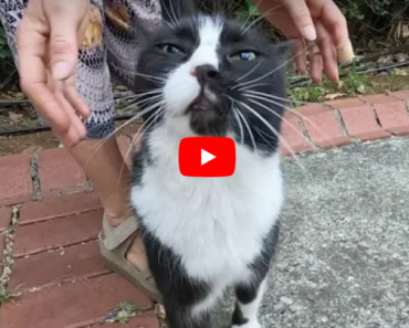 Le chat qui me répond comme s’il comprenait ce que je dis est incroyablement mignon