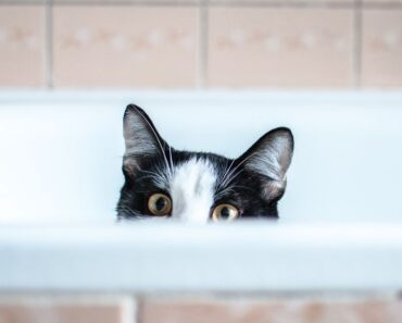 Pourquoi mon chat me suit-il dans la salle de bain ?