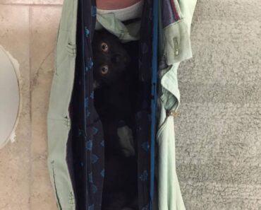 12 exemples qui montrent parfaitement pourquoi on adore tellement les chats