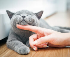 10 façons de garder votre chat en bonne santé, selon un vétérinaire