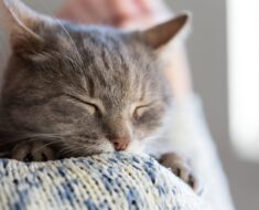 7 signes révélateurs que votre chat est heureux