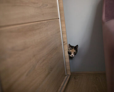 Pourquoi mon nouveau chat se cache-t-il de moi ?