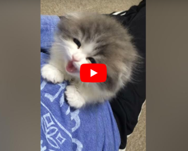 Ce chaton a un petit miaulement très particulier et vraiment craquant