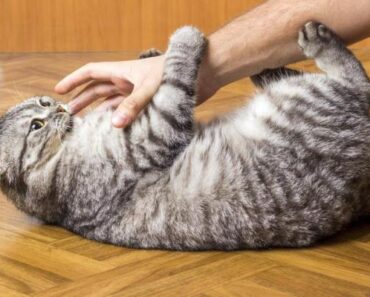Votre chat mord quand vous le caressez ? C’est ce qu’ils essaient de vous dire