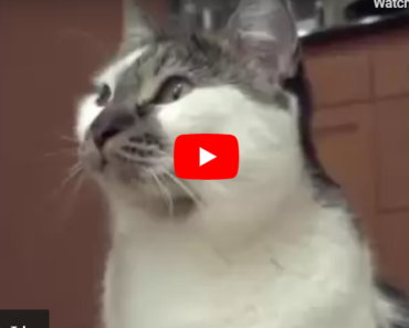 Mon chat qui parle dit “Je ne sais pas”