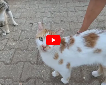 Deux chats mignons à côté de la poubelle ont très faim
