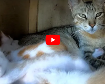 Une mère chat aimante embrasse si doucement ses chatons endormis, trop mignon