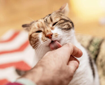 Pourquoi mon chat me lèche-t-il ? 6 raisons probables