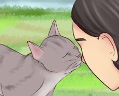 9 Signes que votre chat vous aime vraiment